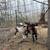 Alpine Doeling and Buckling Goat Kids 2 thumbnail
