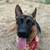 GSD (German Shepherd dog) 2 thumbnail