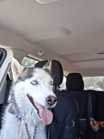 Rehoming 2 year old Husky (Visalia)63873028626305120