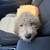 Golden doodle 1 thumbnail