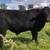 Black Angus Steers 4 thumbnail
