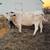 18 Bred Angus Cows 7 thumbnail