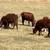 Spring calves 3 thumbnail