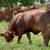 Beefmaster & Beefmaster Cross Replacement Heifers 10 thumbnail