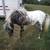 bred mini mare 5 thumbnail