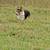 Corgis 11 thumbnail