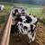 holstein heifers 1 thumbnail