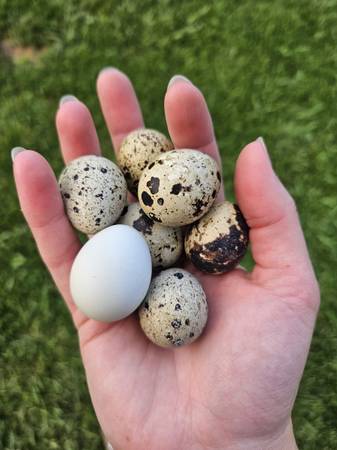 Quail Adults, Chicks & Eggs (Kingsville)63903227329410122