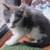 Kitten 11-week old kitten male gray & white 2 thumbnail