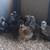 Silkie Chicks 1 thumbnail