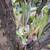 Large Mature STAGHORN FERN - 6 Plants in 1 4 thumbnail