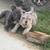 Exotic bully 1 thumbnail