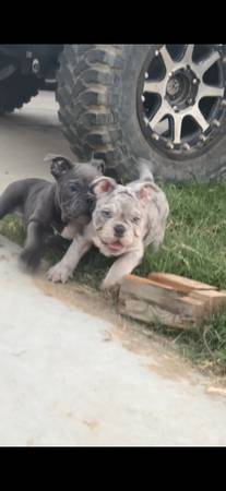 Exotic bully 1