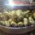 Coturnix Quail 1 thumbnail