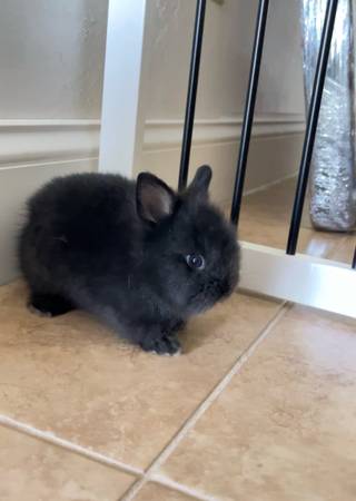 Bunny Rabbit 1