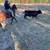 CLT Colt Starting And Training 16 thumbnail