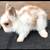 Lionheads 2 thumbnail