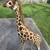 Melissa & Doug Plush Giraffe Stuffed Animal Toy 4.5 Feet Tall 6 thumbnail