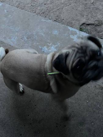 Pug macho color cervatillo597934695367976961