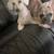 Bichon dog 4 thumbnail