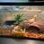 3 bearded dragons for adoption 4 thumbnail