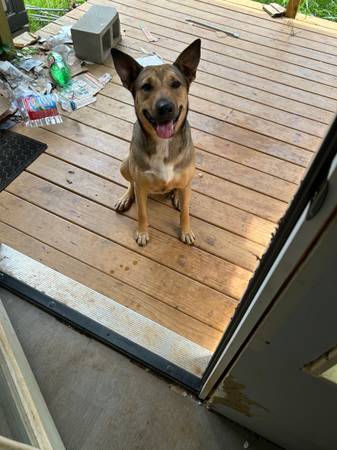 1 1/2 year old female German Shepherd573306178456801281