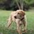 Yellow Lab 2 thumbnail
