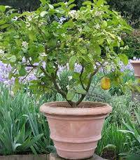 lemon and meyer improved lemon tree 1