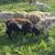 Dorper Rams 5 thumbnail