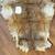 Kangaroo Hides, Three for Use, for display, rugs or clothing 5 thumbnail