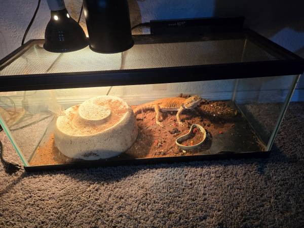 Rehoming  2 bearded dragons63774332098947121