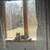 Long haired cat 1 thumbnail