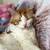 missing white and orange fluffy tabby cat 2 thumbnail