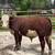 Yearling Polled Hereford bulls 5 thumbnail