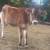 Jersey steer 1 thumbnail
