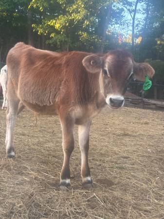 Jersey steer 1
