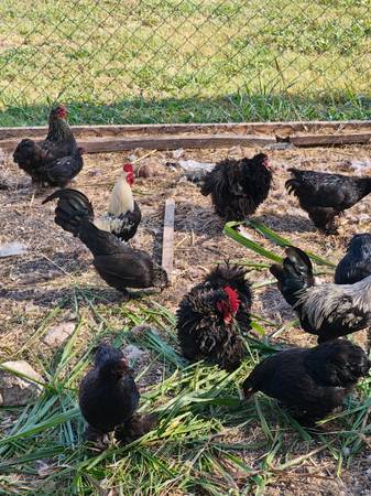 Bantam Roosters 1