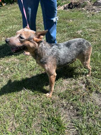 Free, need home (Lady Lake)63687883048067124