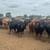 160 Bred Cows 12 thumbnail