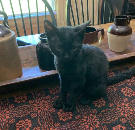 Kittens looking for homes 1