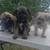 Schnauzer puppies 2 thumbnail