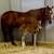 Thoroughbred Mare 5 thumbnail