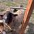 Merino sheep 1 thumbnail