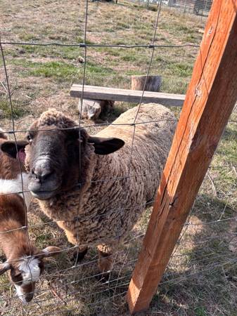 Merino sheep 1