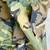 Vtg US ARMY COLD / WET WEATHER CAMOUFLAGE TROUSERS PANTS MENS WOMENS 13 thumbnail