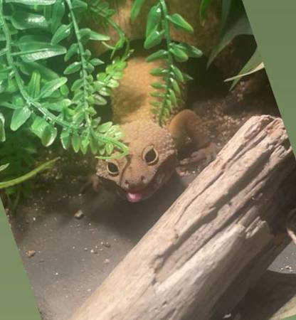 geco leopardo con recinto adecuado (squirrel hill)63882278841729120