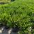 Huge boxwood Sale 1 thumbnail