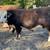 3 REGISTERED POLLED HEREFORD BULLS 2 thumbnail