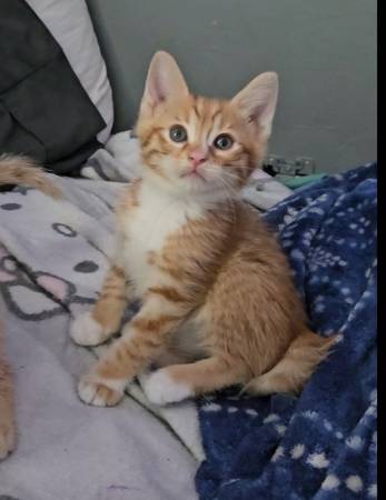 2 gatitos machos naranjas y 3 gatas atigradas (Indianápolis)