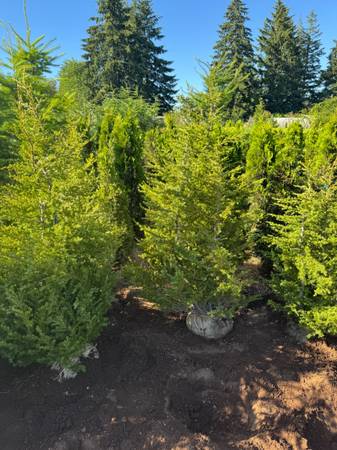 High Alpine native Hemlock $8 a ft 1